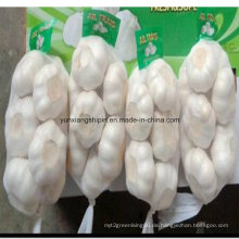 Chinesischer frischer Knoblauch 500g * 20bags / 10kg Karton (roter Knoblauch)